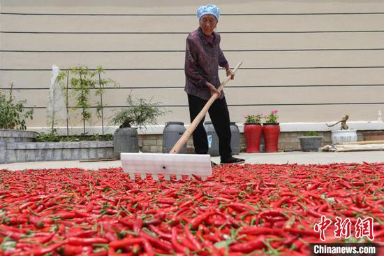 8月7日，一位农户在新蒲新区永乐镇山堡坝区晾晒辣椒。　瞿宏伦 摄