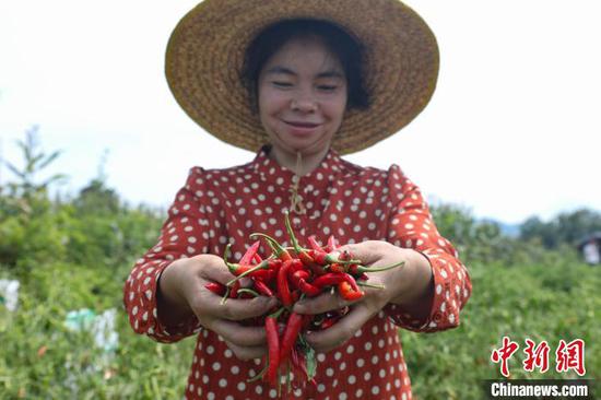8月7日，一位农户在新蒲新区永乐镇山堡坝区展示采摘的辣椒。