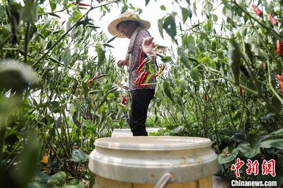 8月7日，一位农户在新蒲新区永乐镇山堡坝区采摘辣椒。　瞿宏伦 摄