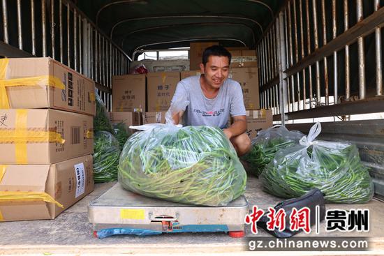 在贵州省毕节市纳雍县猪场乡硐口村，合作社负责人认真称重采摘好的辣椒。