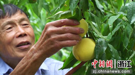 村民采收黄桃 胡永帆 摄