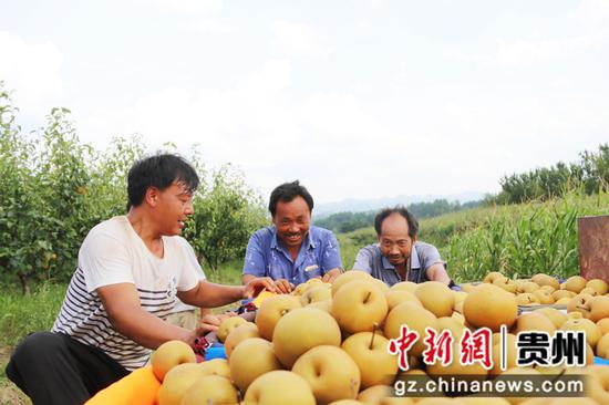 贵州省黔西市金碧镇铧口寨社区梨子基地，村民在采摘梨子。