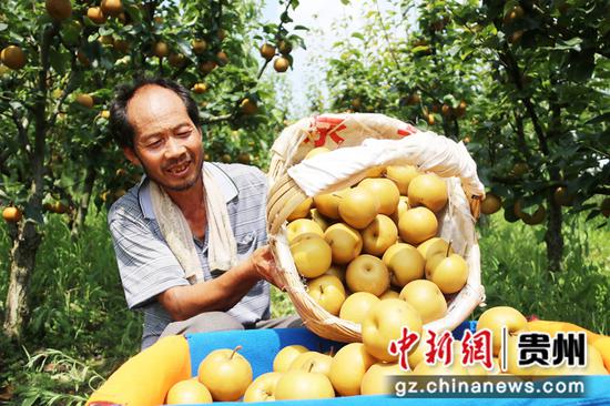 贵州省黔西市金碧镇铧口寨社区梨子基地，村民在采摘梨子。
