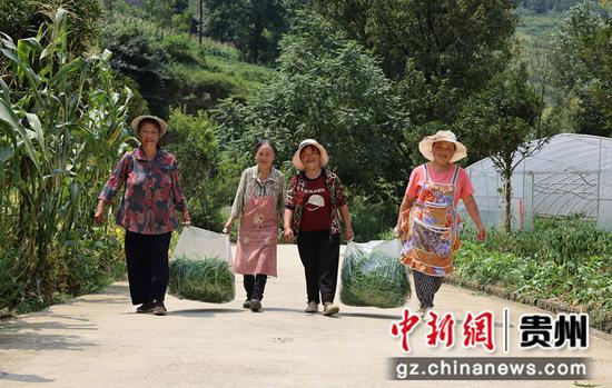 在贵州省毕节市纳雍县猪场乡硐口村，村民正在大棚里忙碌的采摘辣椒。