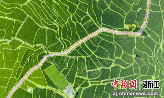 航拍仙居双庙乡的田园景观。 
 陈月明（通讯员） 摄