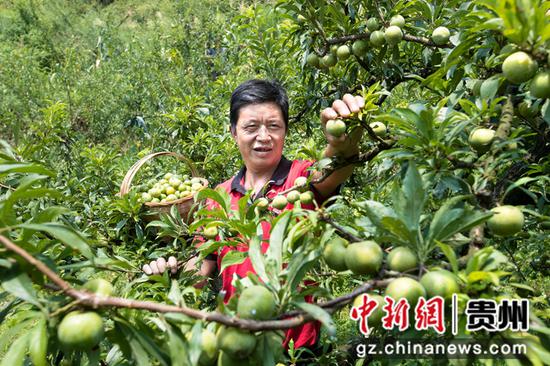 2021年8月6日，贵州省黔西市太来彝族苗族乡芭蕉村村民采摘晚熟青脆李。