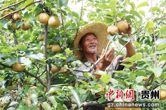2021年8月8日，贵州省黔西市金碧镇铧口寨社区梨子基地，村民梨子收获 。
