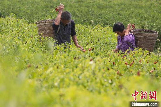 8月7日，两位农户在新蒲新区永乐镇山堡坝区采摘辣椒。　瞿宏伦 摄