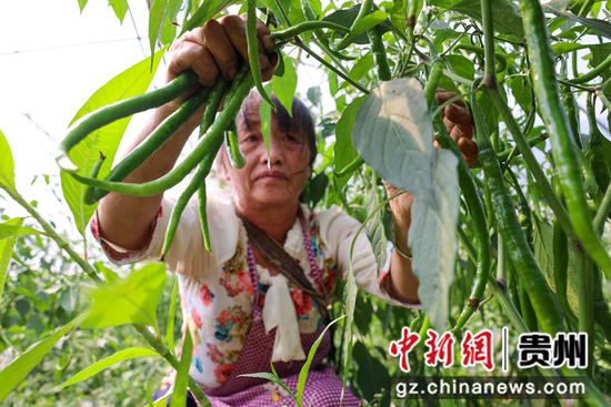 在贵州省毕节市纳雍县猪场乡硐口村，村民正在大棚里采摘辣椒。