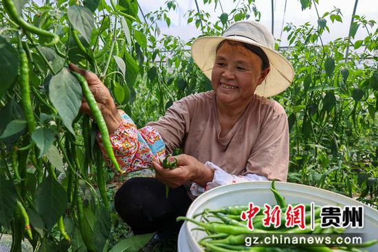 在贵州省毕节市纳雍县猪场乡硐口村，村民们正在大棚里采摘辣椒。