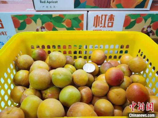 “新疆味·浙疆情——阿拉尔小红杏来台州”大型公益活动共卖出80余吨小红杏，销售额达300余万元。　台州市农发农业发展有限公司供图