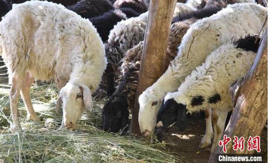 养殖的羊群由最初的8只小羊羔发展到最多时的100多只。　 晏茹雪 　摄