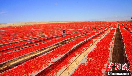 新疆兵团焉耆垦区6万亩番茄迎采收季 映红戈壁滩