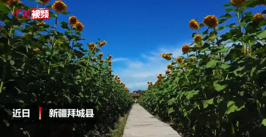 新疆：200余萬株向日葵追逐太陽綻放