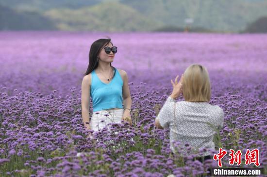 游客在马鞭草紫色花海中拍照。