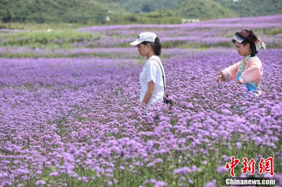 游客在马鞭草紫色花海中游览。