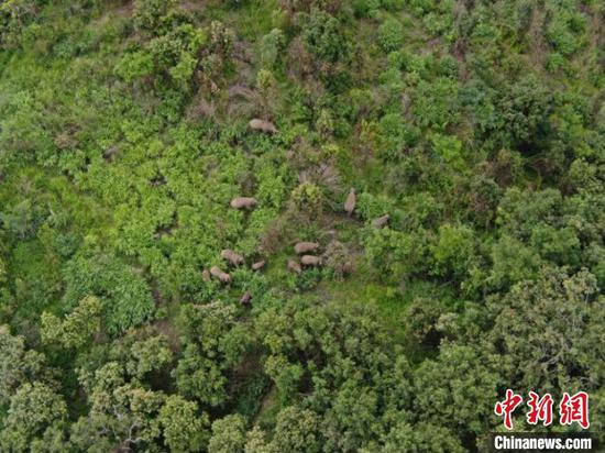 云南北移亞洲象群持續在元江南岸活動 距墨江縣最近8.5公里