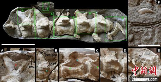 新疆哈密巨龙化石正型标本。　中科院古脊椎所 供图