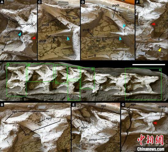 中国丝路巨龙化石正型标本。　中科院古脊椎所 供图