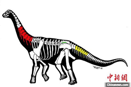 3件恐龙化石骨骼保存示意图(Maurilio Oliveira绘)。　中科院古脊椎所 供图