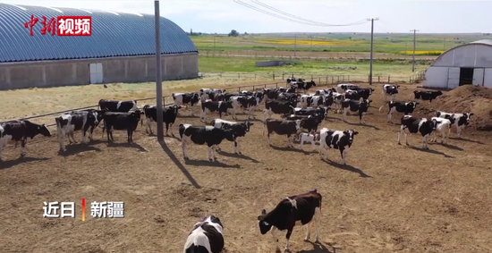 新疆阿勒泰市辦起“托牛所” 牧民免費托養賺收益