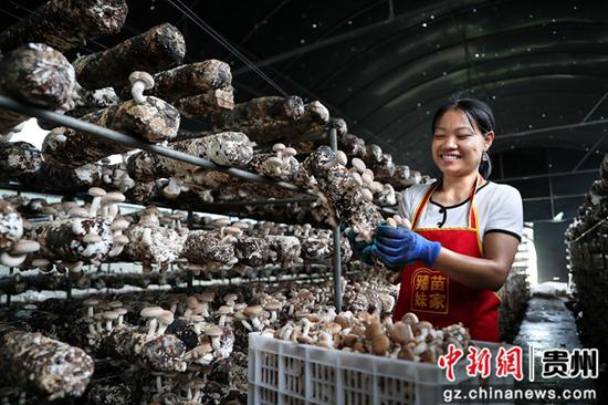 贵州省黔西市洪水镇新桥村食用菌种植基地，村民采摘香菇。