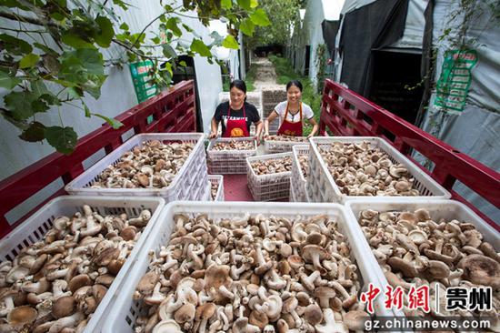 贵州省黔西市洪水镇新桥村食用菌种植基地，村民转运采摘的香菇。