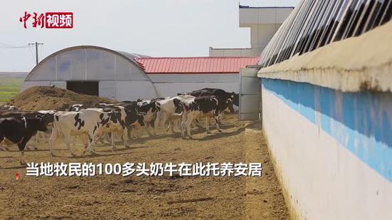 新疆阿勒泰市办起“托牛所” 牧民免费托养赚收益