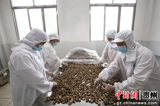 贵州省黔西市洪水镇新桥村食用菌加工车间，村民分拣干香菇。
