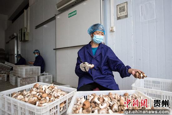 贵州省黔西市洪水镇新桥村食用菌加工车间，村民分拣采摘的香菇。