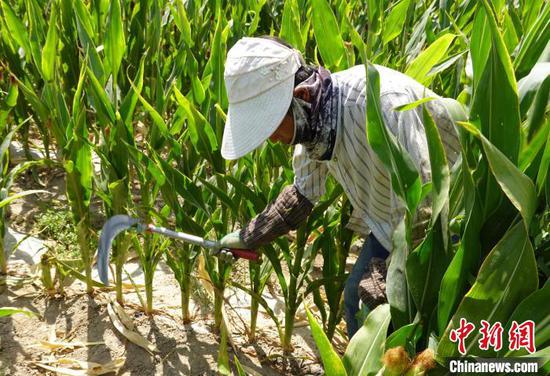 新疆和静县玉米制种规模化催生“职业农民”