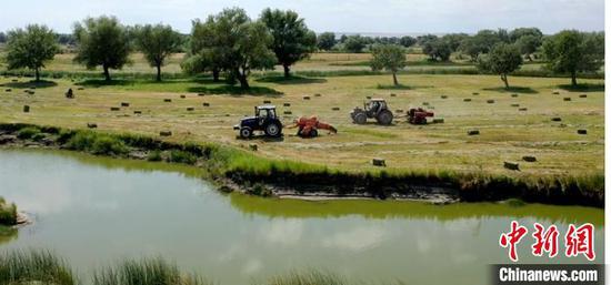 新疆阿勒泰牧民迎来打草季 全程机械化助力牧民收割
