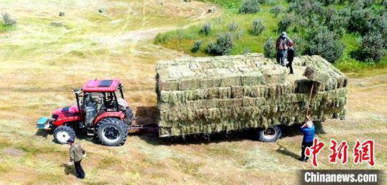 夏末秋至，阿勒泰市各乡（镇）天然草场迎来了丰收季。　哈尔力哈西　摄