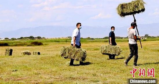 新疆阿勒泰牧民迎来打草季 全程机械化助力牧民收割