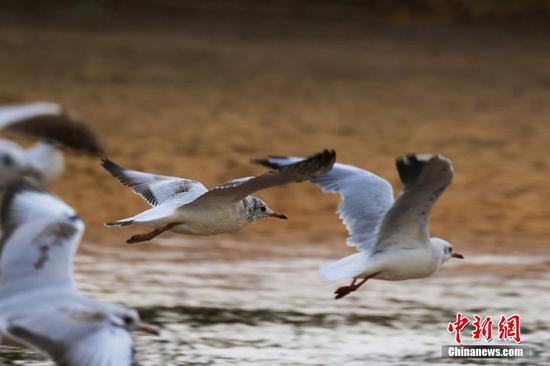 8月17日，在新疆博湖县博斯腾湖落霞湾，一群水鸟正在湖畔觅食、嬉戏。年磊 摄