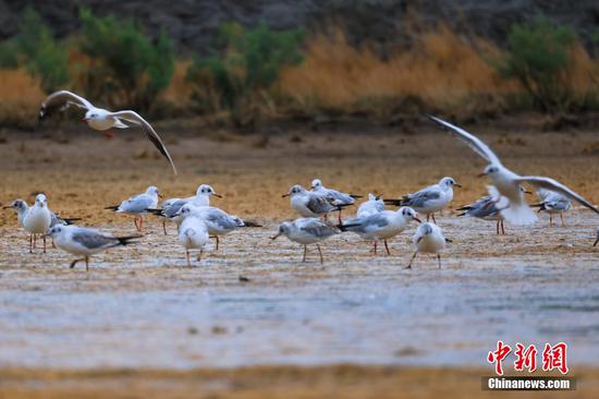 8月17日，在新疆博湖县博斯腾湖落霞湾，一群水鸟正在湖畔觅食、嬉戏。年磊 摄