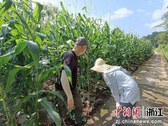浙江省农业科学院玉米与特色旱粮研究所专家到南江县调研当地玉米品种和栽培情况。 徐倩 摄