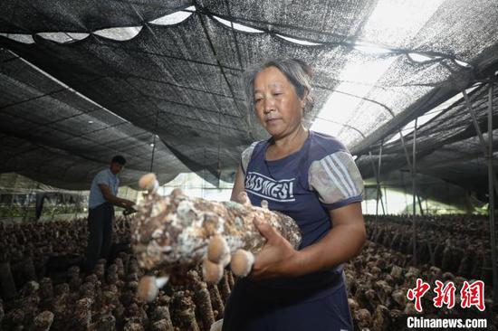 8月19日，农户在洪水镇新桥村食用菌种植基地采摘香菇。　瞿宏伦 摄