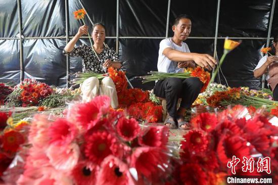 8月19日，花农在洪水镇长堰社区非洲菊种植基地包装非洲菊。　瞿宏伦 摄