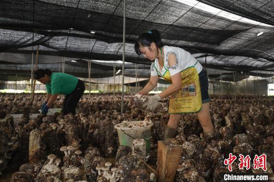 8月19日，农户在洪水镇新桥村食用菌种植基地搬运采摘的香菇。　瞿宏伦 摄