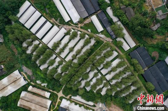8月19日，航拍贵州黔西洪水镇新桥村食用菌种植基地。　瞿宏伦 摄