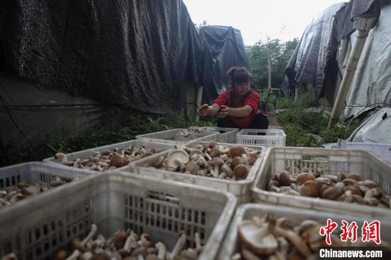 8月19日，农户在洪水镇新桥村食用菌种植基地整理采摘的香菇。　瞿宏伦 摄