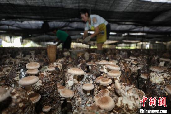8月19日，洪水镇新桥村食用菌种植基地待采摘的香菇。　瞿宏伦　摄