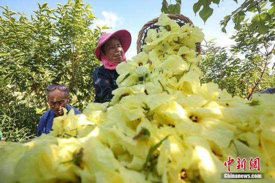 8月20日，农户在杜鹃街道大兴社区黄蜀葵种植基地运送黄蜀葵。瞿宏伦 摄