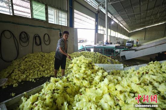 8月20日，農戶在杜鵑街道大興社區黃蜀葵加工基地烘干黃蜀葵。瞿宏倫 攝