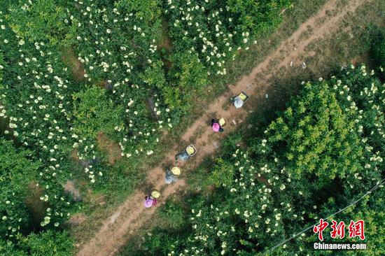 8月20日，航拍农户在杜鹃街道大兴社区黄蜀葵种植基地运送黄蜀葵。瞿宏伦 摄