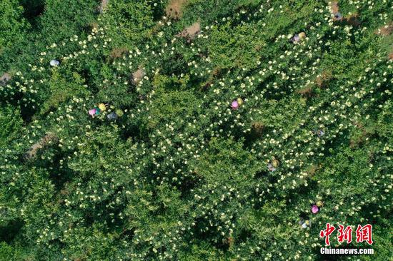 8月20日，航拍农户在杜鹃街道大兴社区黄蜀葵种植基地采收黄蜀葵。瞿宏伦 摄