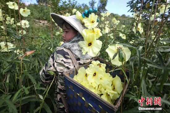 8月20日，农户在杜鹃街道大兴社区黄蜀葵种植基地采收黄蜀葵。瞿宏伦 摄