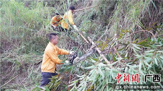 图为玉林工务段职工顶着烈日清理砍伐铁路沿线的危树，消除防洪安全隐患。谭育俊  摄