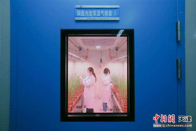 8月21日，工作人员在顶置光型常温气候室内对水稻进行科学试验。